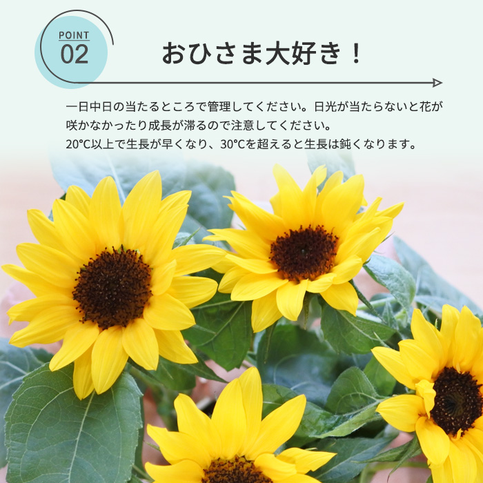 父の日 プレゼント ひまわり 5号鉢 送料無料 父の日ギフト 花 鉢植え 