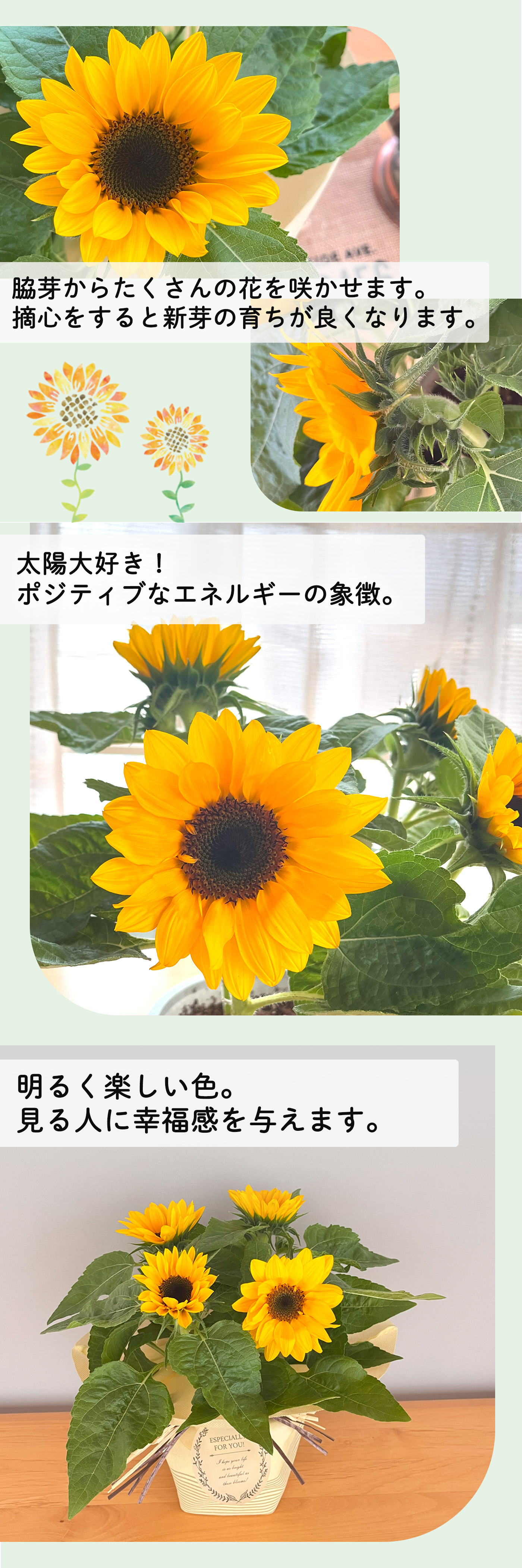 日本花キ流通 父の日 プレゼント ひまわり 5号鉢 送料無料 父の 日本花キ流通 父の日 プレゼント ひまわり 5号鉢 送料無料 父の