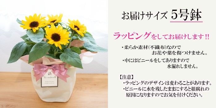 父の日ギフト ヒマワリ 鉢植え 5号鉢 ひまわり 向日葵 送料無料 ギフト 贈り物 プレゼント Z 701 001 フラワーネット日本花キ流通 通販 Yahoo ショッピング 父の日ギフト ヒマワリ 鉢植え 5号鉢 ひまわり 向日葵 送料無料 ギフト 贈り物 プレゼント Z 701 001 フラワーネット日本花キ流通 通販 Yahoo ショッピング