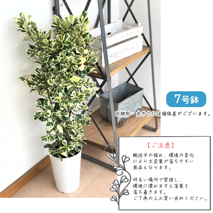 日本花キ流通 観葉植物 フィカス トライアンギュラリス