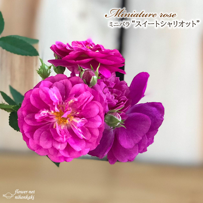 2022年のクリスマス 予約販売 ミニバラ タマラコルダーナ 3号ポット バラ 薔薇 バラ苗 苗 mnu 10月下旬以降発送
