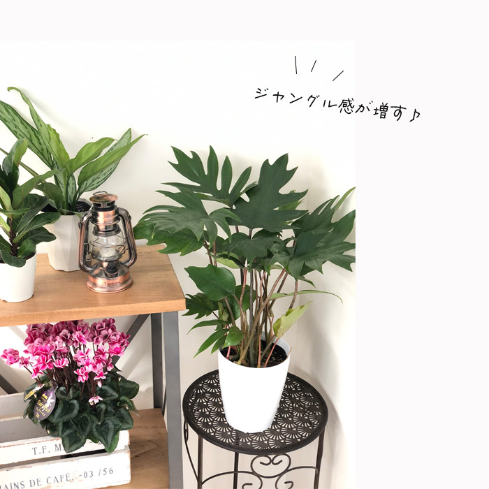 日本花キ流通 観葉植物 フィロデンドロン タンゴ 6号鉢 ドラゴン