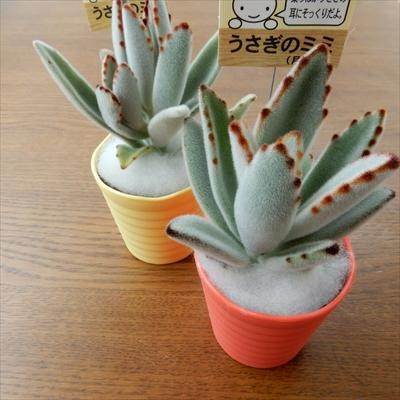 多肉植物 taさわってみて第2弾!! うさぎのミミ 月兎耳 多肉植物