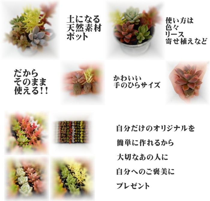 多肉植物 多肉植物おまかせ満足64個セット 土になる天然素材ポットだからそのままリースや寄せ植えづくりに 信頼