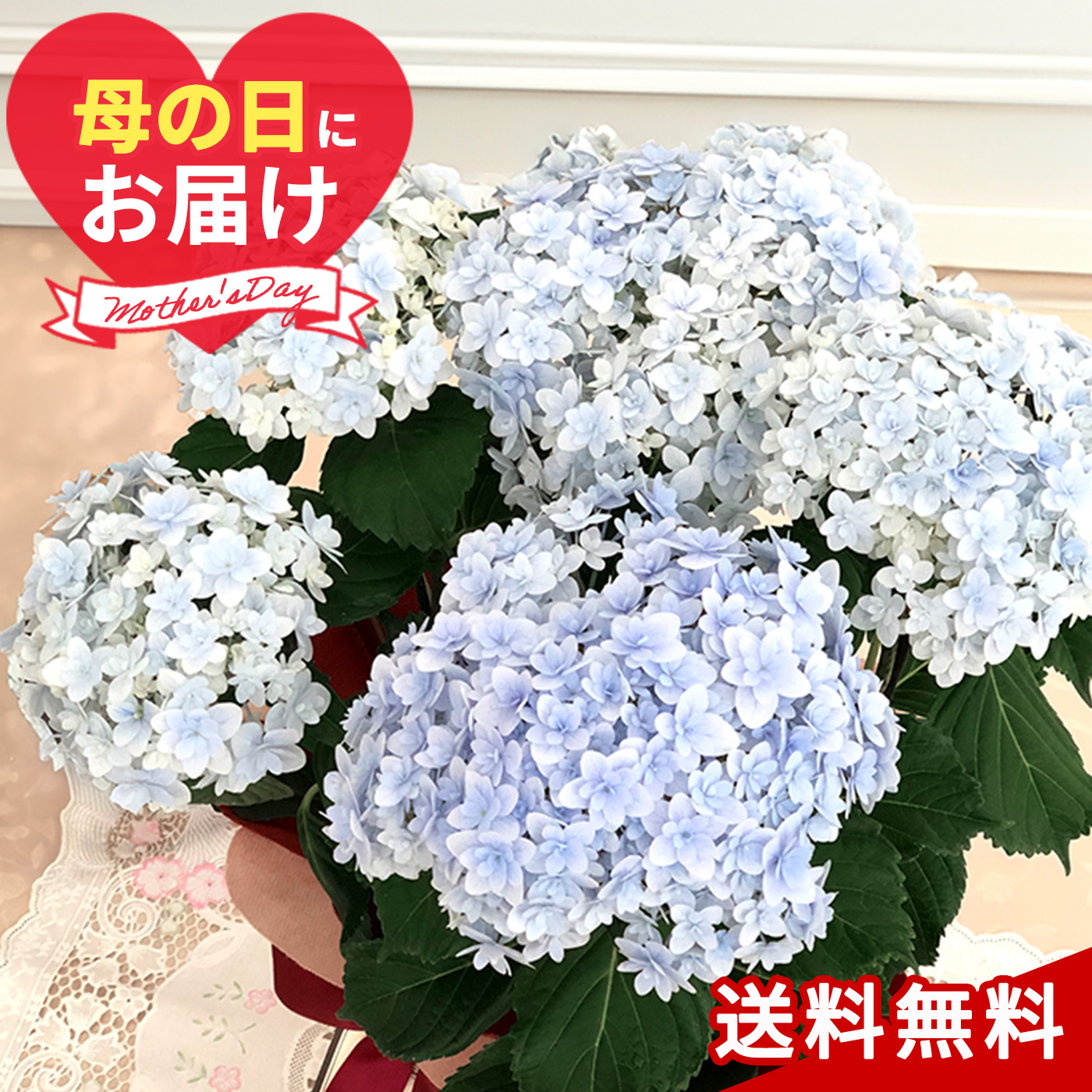 ＼母の日にお届け／ 母の日 プレゼント アジサイ てまりてまりブルー 5号鉢 送料無料 母の日ギフト 花 鉢植え あじさい 紫陽花 | 日本花キ流通