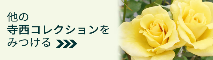 予約販売 バラ 苗 新苗 寺西コレクション フレジェ 四季咲き 薔薇 ばら