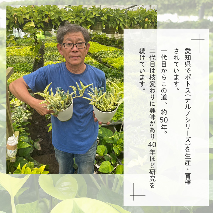 観葉植物 ポトス テルノ No.018 ラブソング 5号鉢 送料無料 観葉植物 室内 贈り物 プレゼント インテリア おしゃれ 品種登録出願中 :  z220701001 : フラワーネット日本花キ流通 - 通販 - Yahoo!ショッピング