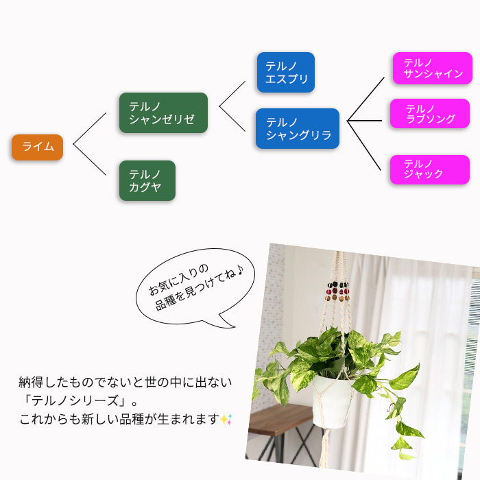 ポトス テルノ No.018 ラブソング 5号鉢 送料無料 観葉植物 インテリア 