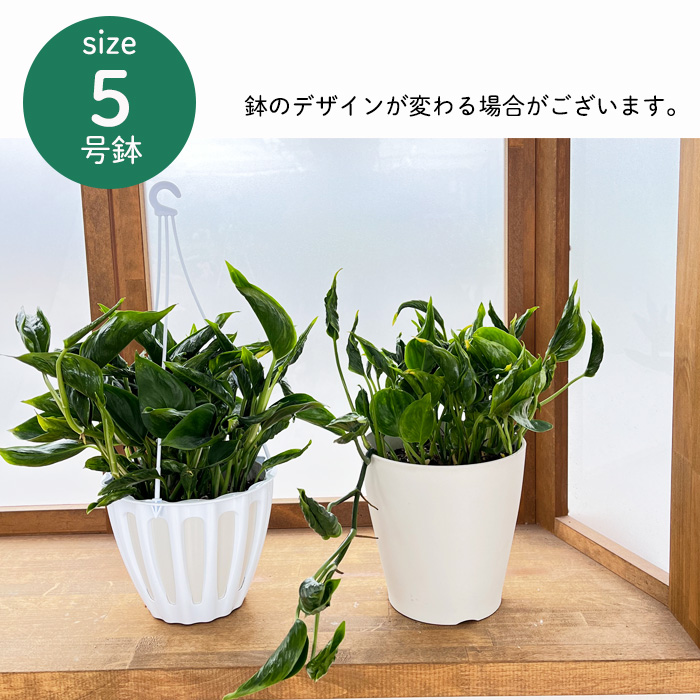 予約販売 ポトス テルノ No.010 シャングリラ 5号鉢 観葉植物