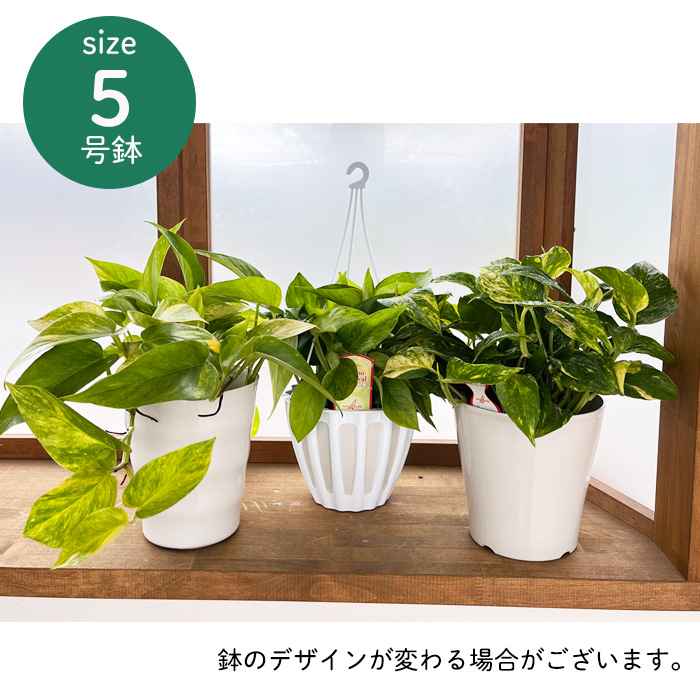 ポトス テルノ No.011 サンシャイン 5号鉢 観葉植物 インテリア おしゃれ 品種登録