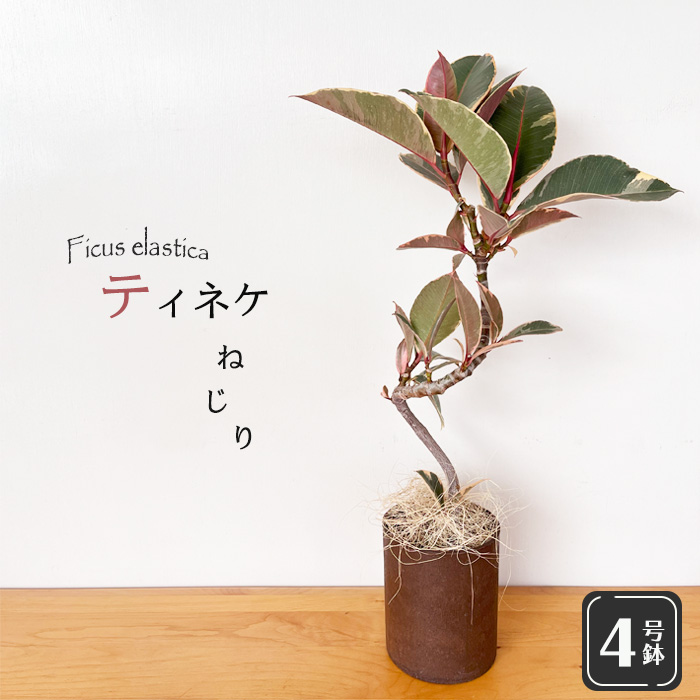 日本花キ流通 観葉植物 フィカス ティネケ ねじり 4号鉢 送料無料