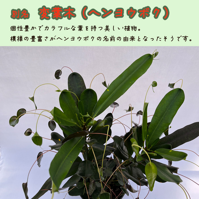 楽天市場】観葉植物 飛び葉クロトン 3号鉢 飛び葉 クロトン