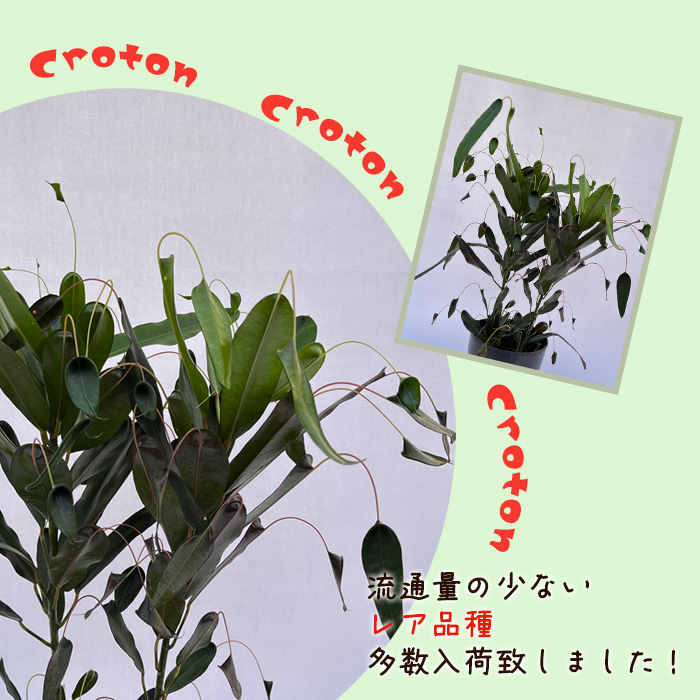 日本花キ流通 観葉植物 クロトン トビバ 6号鉢 送料無料 室内