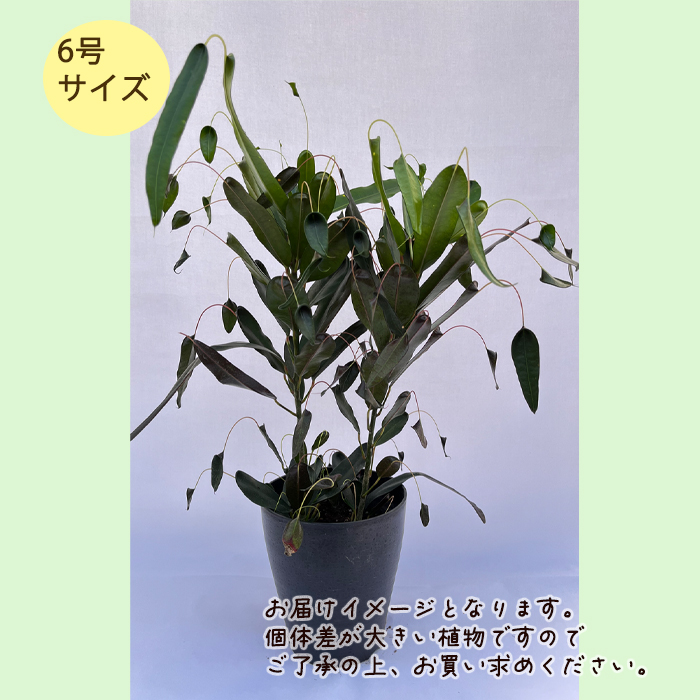 日本花キ流通 観葉植物 クロトン トビバ 6号鉢 送料無料 室内
