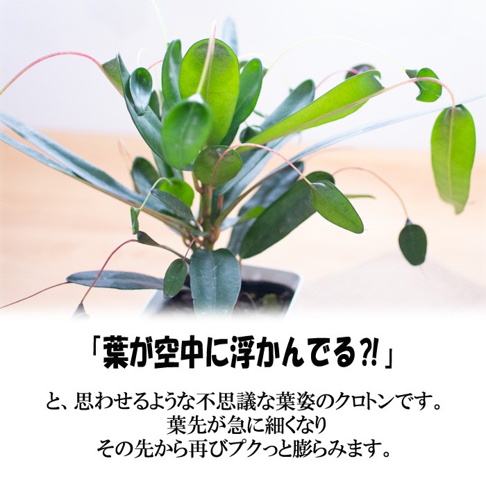 観葉植物 飛び葉クロトン 3号鉢 飛び葉 クロトン グリーンベル 観葉植物 小型 小さい 室内 贈り物 プレゼント インテリア おしゃれ