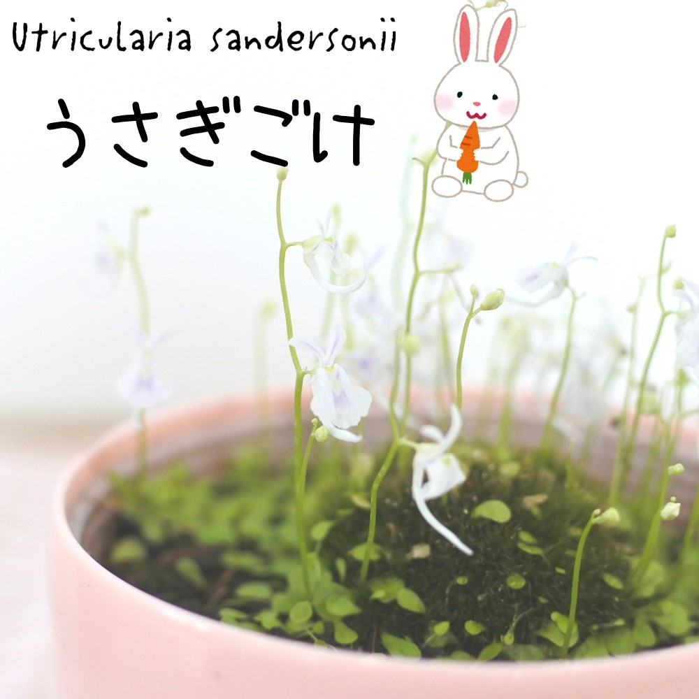 お花がうさぎにそっくり ウサギゴケ うさぎ苔 食虫植物 3号プラ鉢 フラワーネット日本花キ流通 通販 Yahoo ショッピング