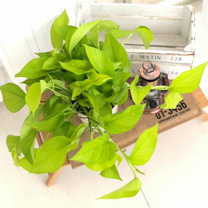 観葉植物 ポトス テルノ No.019 ワカクサ 5号鉢 観葉植物 室内 贈り物 プレゼント インテリア おしゃれ わかくさ 品種登録出願中 :  z210702001 : フラワーネット日本花キ流通 - 通販 - Yahoo!ショッピング