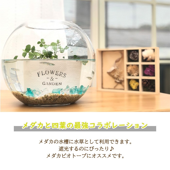 ウォータークローバー 9cmポット 水生植物 水草 ビオトープ 観葉植物 フラワーネット日本花キ流通 通販 Yahoo ショッピング