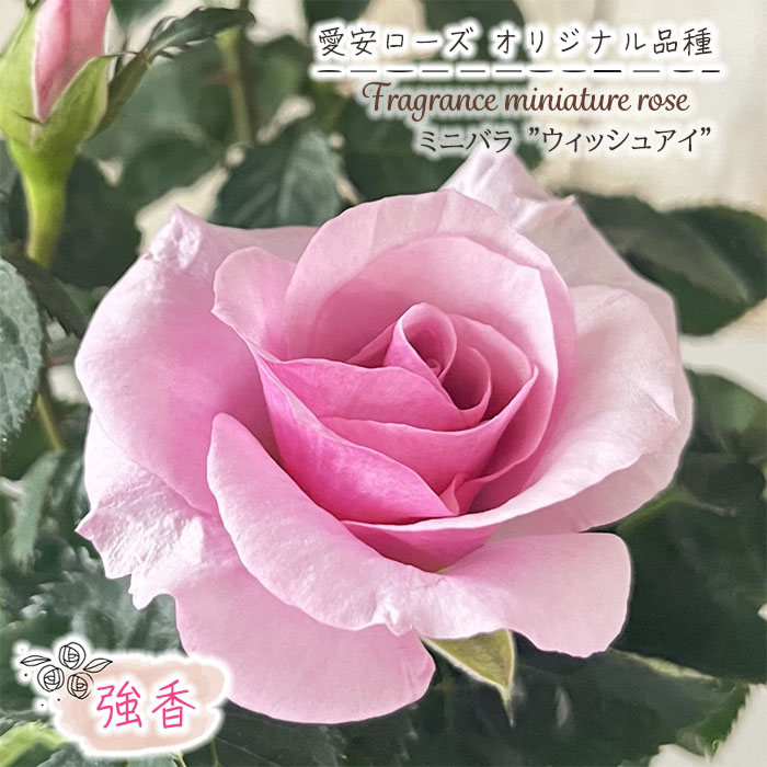 予約販売 ミニバラ ウィッシュアイ 3号ポット バラ 薔薇 バラ苗 苗 愛安ローズ オリジナル品種 ars 10月下旬以降発送 :  z240524027 : フラワーネット日本花キ流通 - 通販 - Yahoo!ショッピング