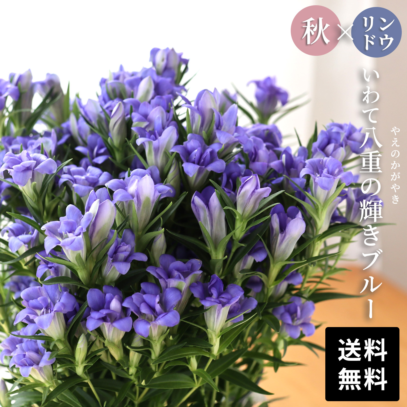 予約販売 リンドウ いわて八重の輝きブルー 5号鉢 送料無料 花巻