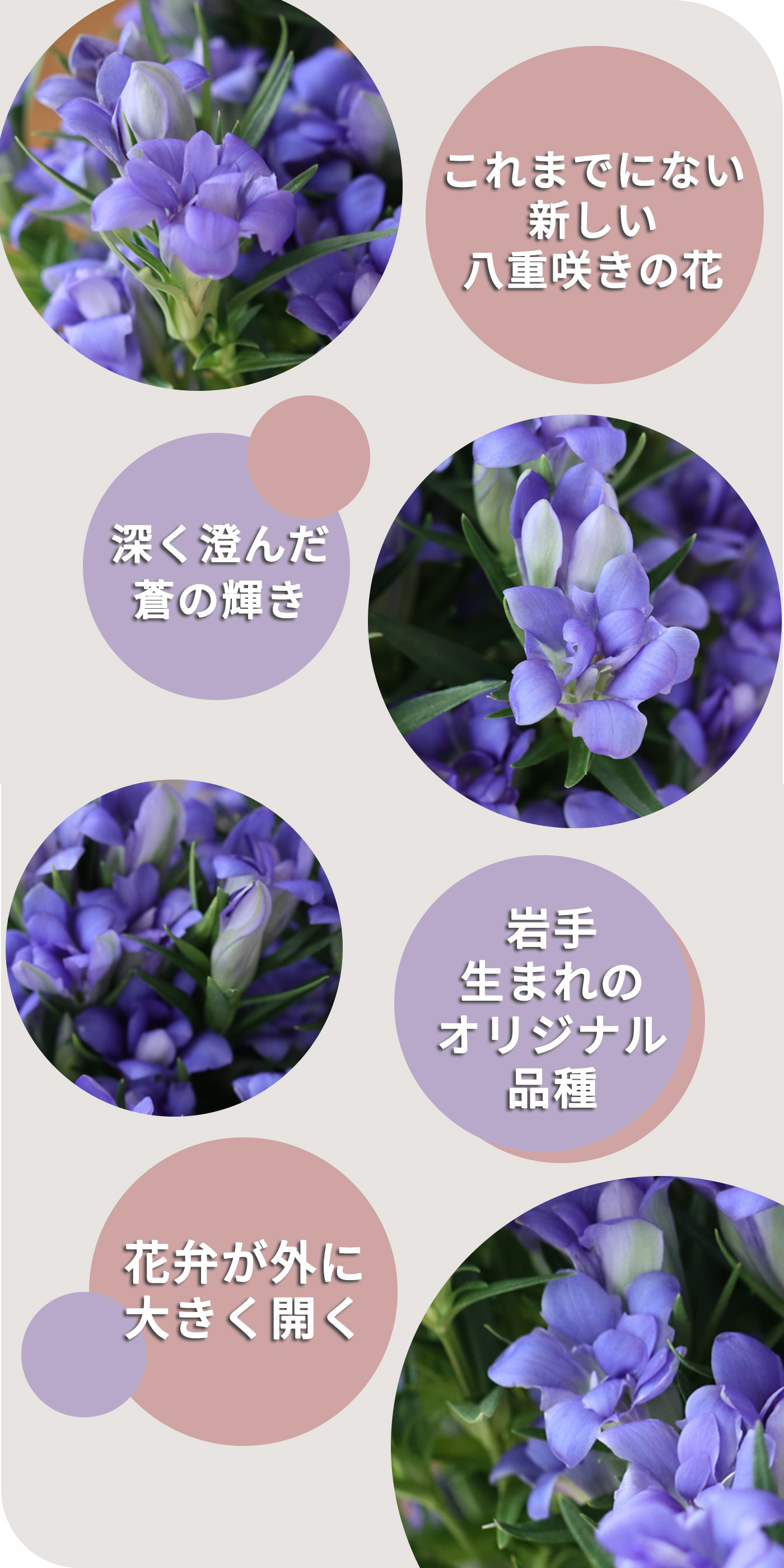予約販売 リンドウ いわて八重の輝きブルー 5号鉢 送料無料 花巻