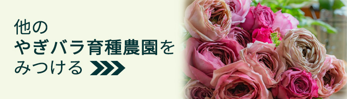 予約販売 バラ苗 バラ新苗 ArtRose. レフレーズ 薔薇 ばら 送料無料