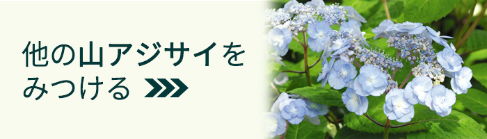日本花キ流通 予約販売 山アジサイ 虹紫 9cmポット 苗 花苗 苗木