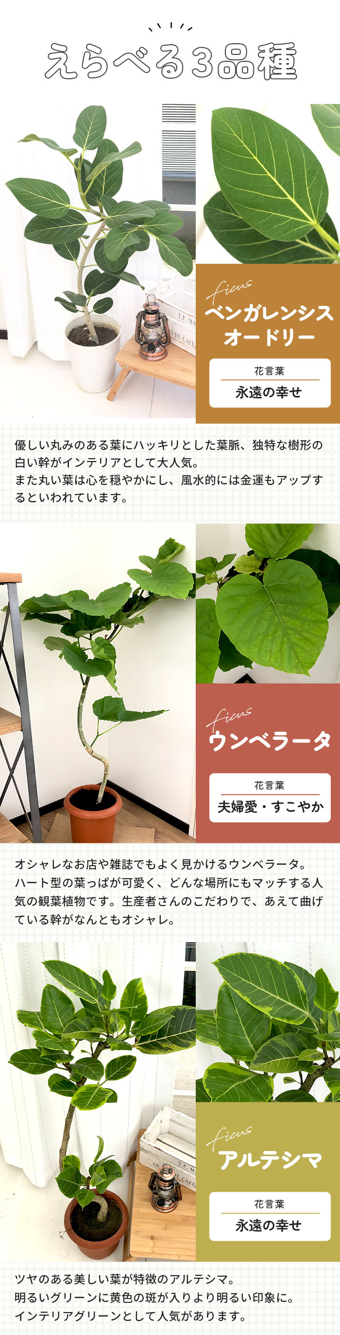 日本花キ流通 観葉植物 選べる フィカス ベンガレンシス オードリー