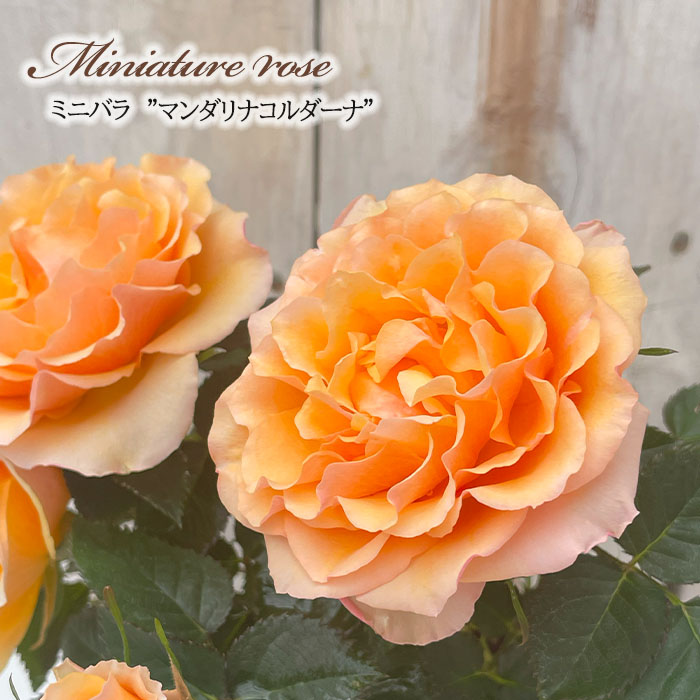 日本花キ流通 予約販売 ミニバラ マンダリナコルダーナ 登録品種 3号