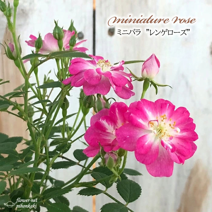 日本花キ流通 予約販売 ミニバラ レンゲローズ 3号ポット 四季咲き