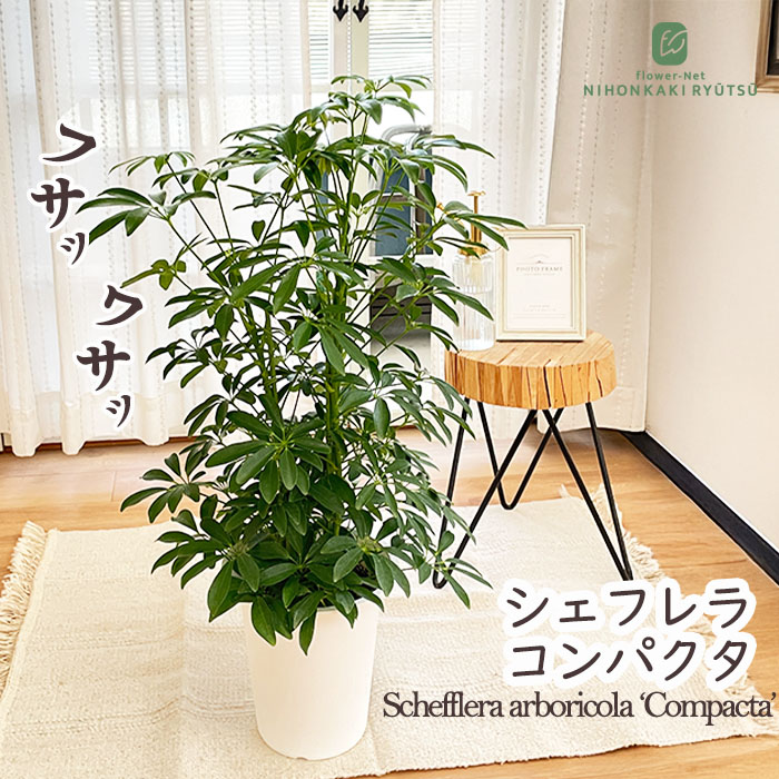 日本花キ流通 観葉植物 シェフレラコンパクタ 6号鉢 シェフレラ