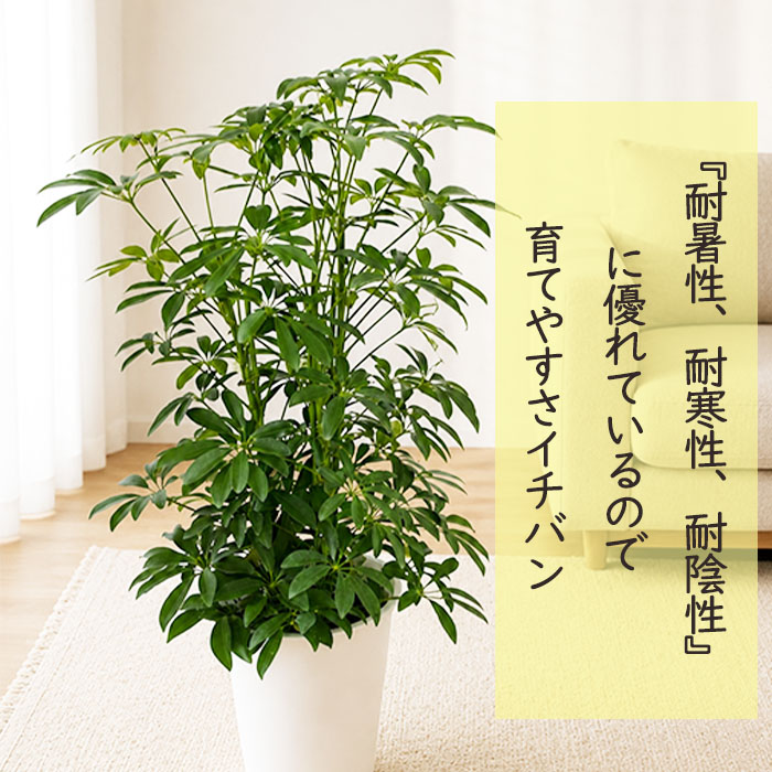 日本花キ流通 観葉植物 シェフレラコンパクタ 6号鉢 シェフレラ