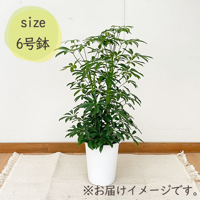 日本花キ流通 観葉植物 シェフレラコンパクタ 6号鉢 シェフレラ 