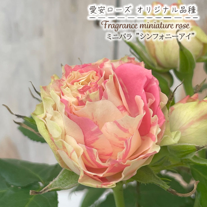 バラ花苗 廃盤品種 ER シンベリン 蕾たくさん 特大 接木苗 希少