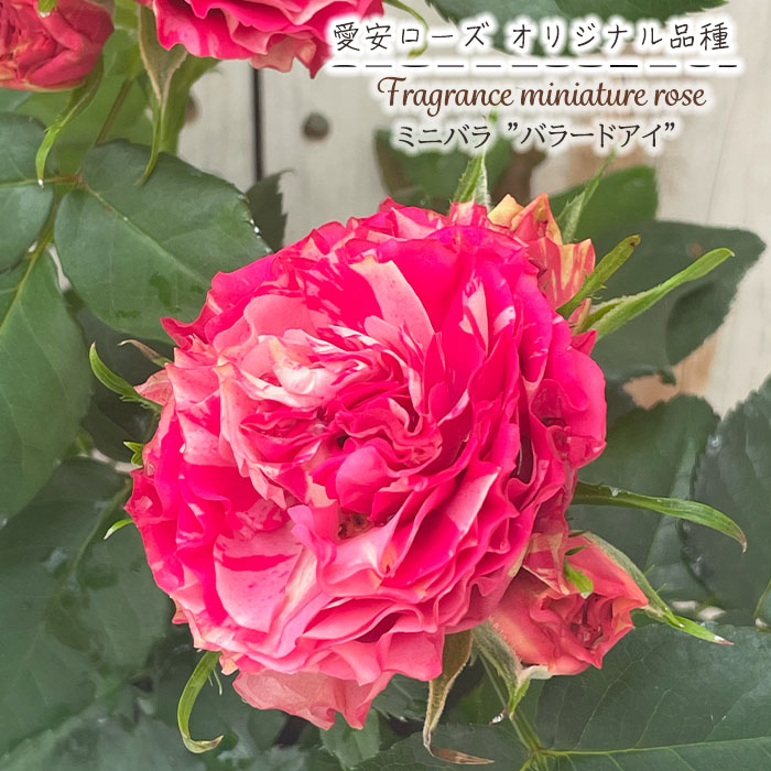 予約販売 ミニバラ バラードアイ 3号ポット 四季咲き バラ 薔薇 バラ苗