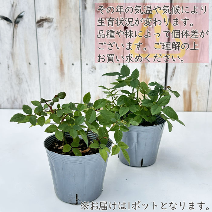 日本花キ流通 予約販売 ミニバラ チカコルダーナ 3.5号ポット 四季咲き