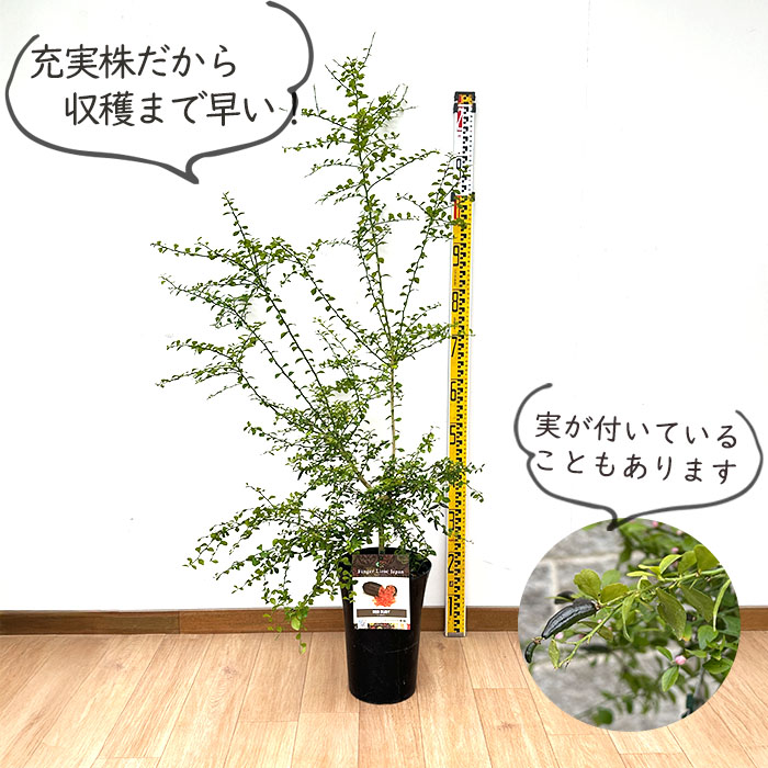フィンガーライム クリムゾンタイド 7号鉢 2年生苗 苗木 果樹苗 送料