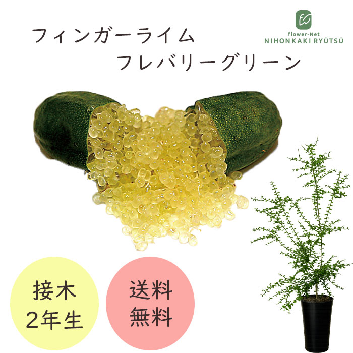 フィンガーライム フレバリーグリーン 7号鉢 2年生苗 苗木 果樹苗 送料