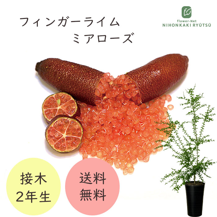 フィンガーライム ミアローズ 7号鉢 2年生苗 苗木 果樹苗 送料無料