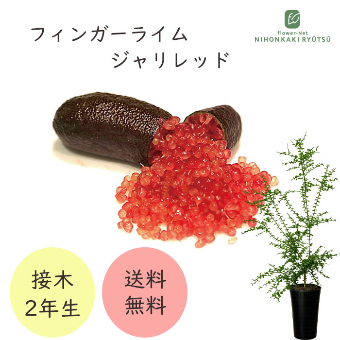 7年生　フィンガーライム実生苗／果実肥大中　樹高170センチ　10号鉢植え フィンガーライム ジャリレッド 7号鉢 2年生苗 苗木 果樹苗 送料無料