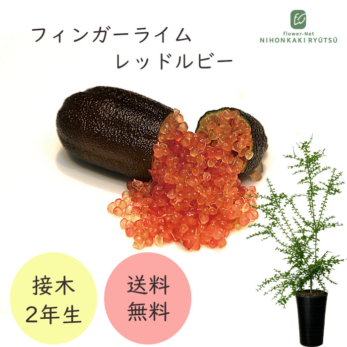 フィンガーライム レッドルビー 7号鉢 2年生苗 苗木 果樹苗 送料無料