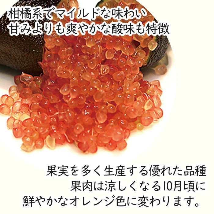 フィンガーライム レッドルビー 7号鉢 2年生苗 苗木 果樹苗 送料無料