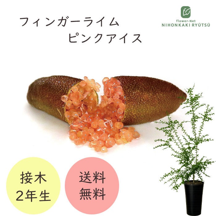 フィンガーライム ピンクアイス 7号鉢 2年生苗 苗木 果樹苗 送料無料