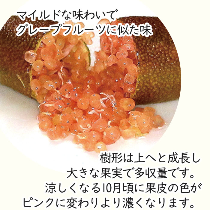 フィンガーライム ピンクアイス 7号鉢 2年生苗 苗木 果樹苗 送料無料