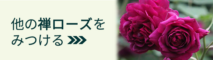 予約販売 バラ 苗 新苗 禅ローズ アンゲリカ 薔薇 ばら 送料無料