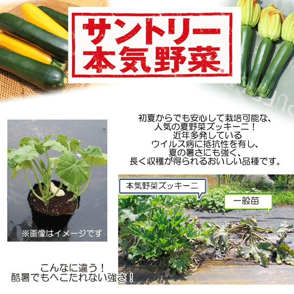 ズッキーニ苗 男女兼用 みどり 12cmポット 本気野菜 ズッキーニ 5月中旬以降発送予定 野菜 野菜苗 予約販売 苗