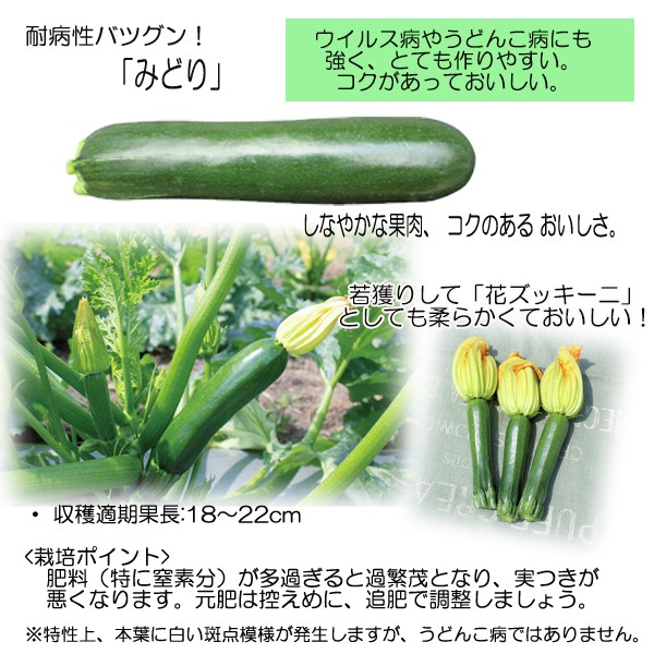 ズッキーニ苗 みどり 12cmポット 本気野菜 オリジナル ズッキーニ 野菜苗 予約販売 5月中旬以降発送予定 苗 野菜