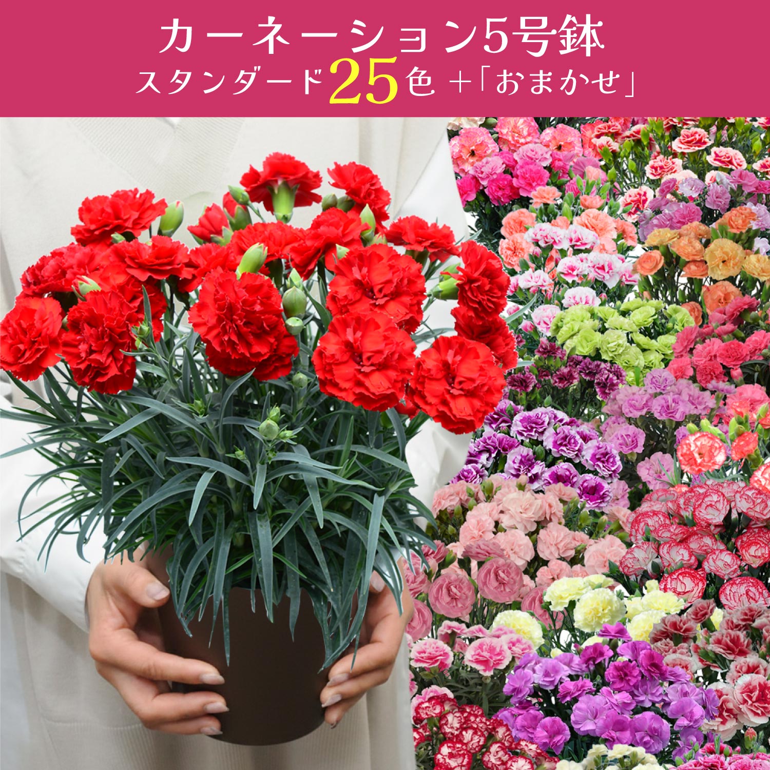母の日カーネーションスタンダード25色