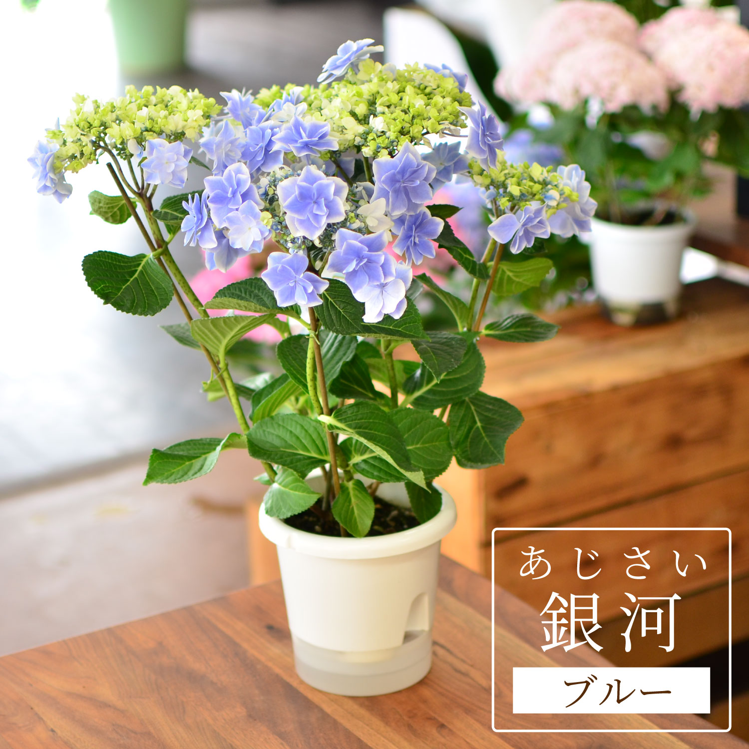 エーデルワイス花の贈り物 母の日 遅れてごめんね 2026 花 ギフト