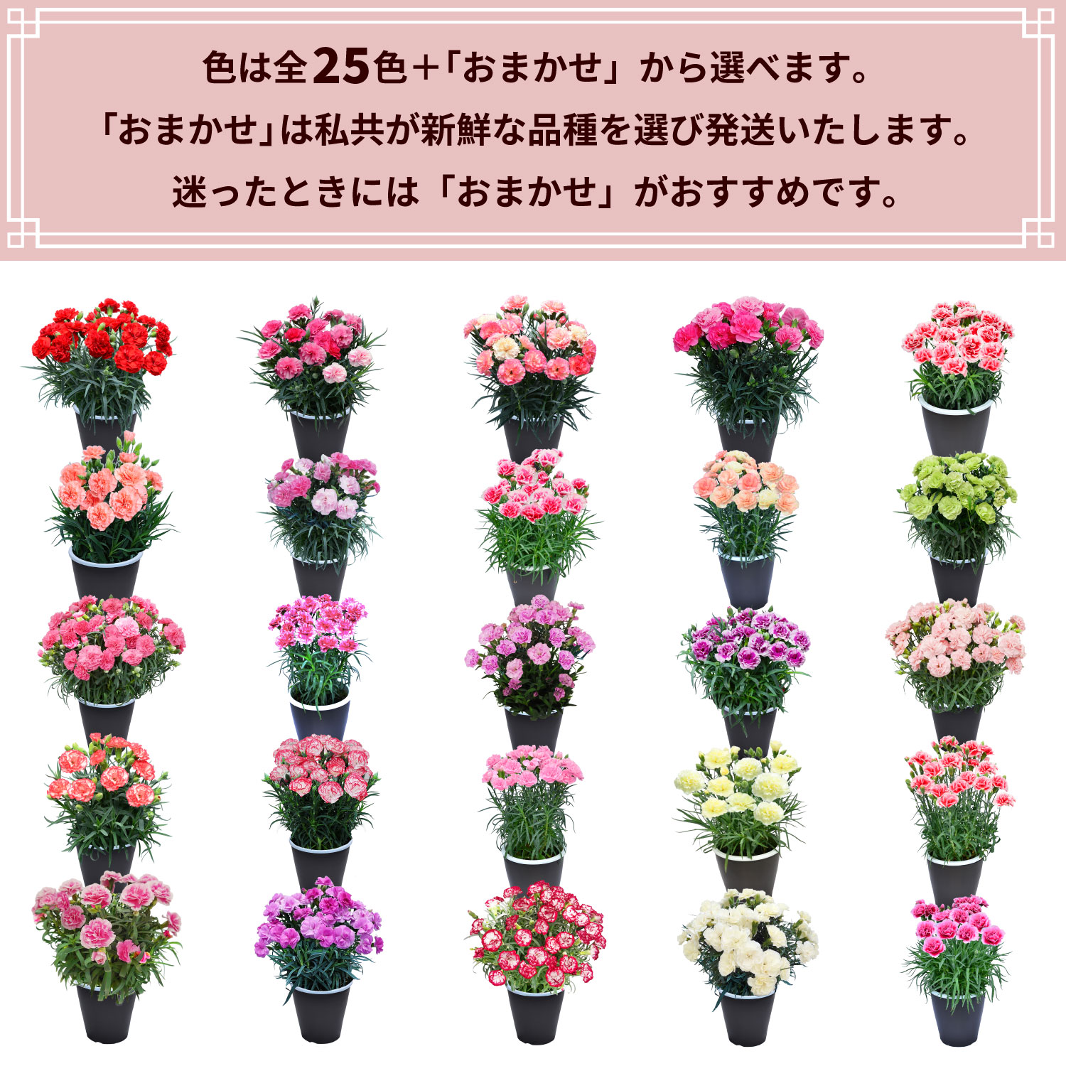 母の日 まだ間に合う 2026 日付指定可能 花 ギフト カーネーション 鉢植え スタンダード 5号 25色から選べる 産地直送 生花 2026母の日 60代 70代 80代 | エーデルワイス花の贈り物 | 26